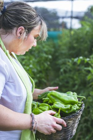 Gardener in apron showing green peppers at camera