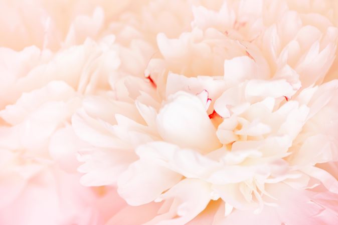 Close up of light pink peony