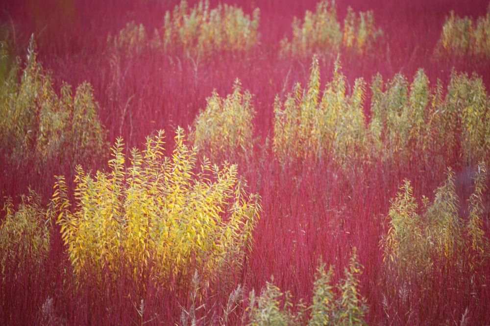Blurred trees in forest