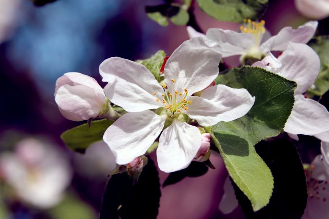 Flowers, cherry blossom.