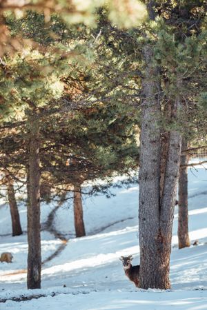 Wild sheep pasturing between trees and snow