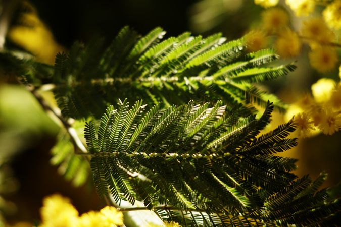 Branches of conifer tree in park