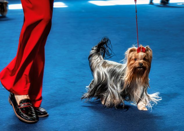 Funny Yorkshire terriers, tiny dogs.
