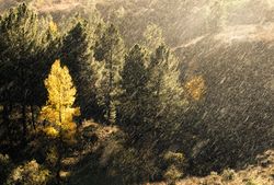 Trees growing near wonderful mountain range in a snowy day