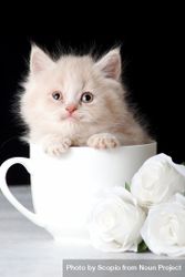 Kitten in a light cup against dark background 0P28N4