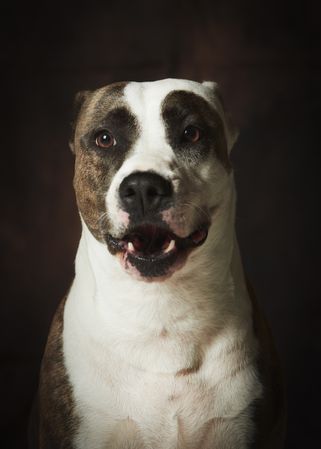 Strong attentive spotted Amstaff dog