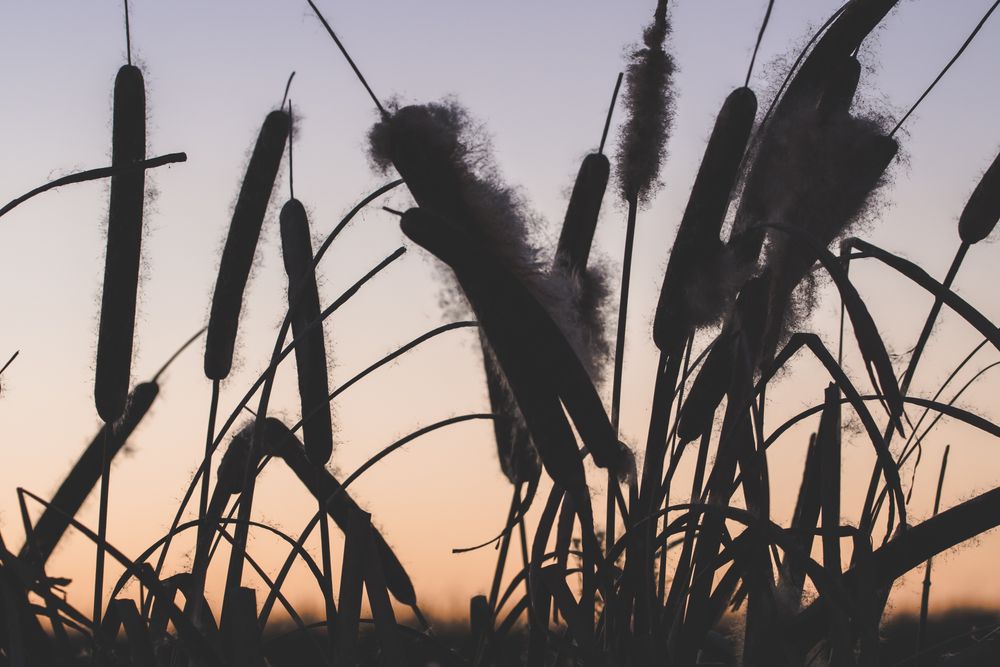 Reeds with fluffs at sunset
