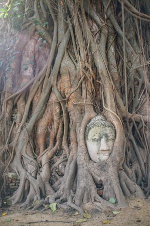 Buddha face covered with tree roots