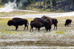 Mother buffalo with her young offspring