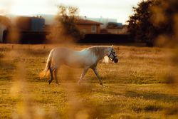 Horse grazing in meadow near tree