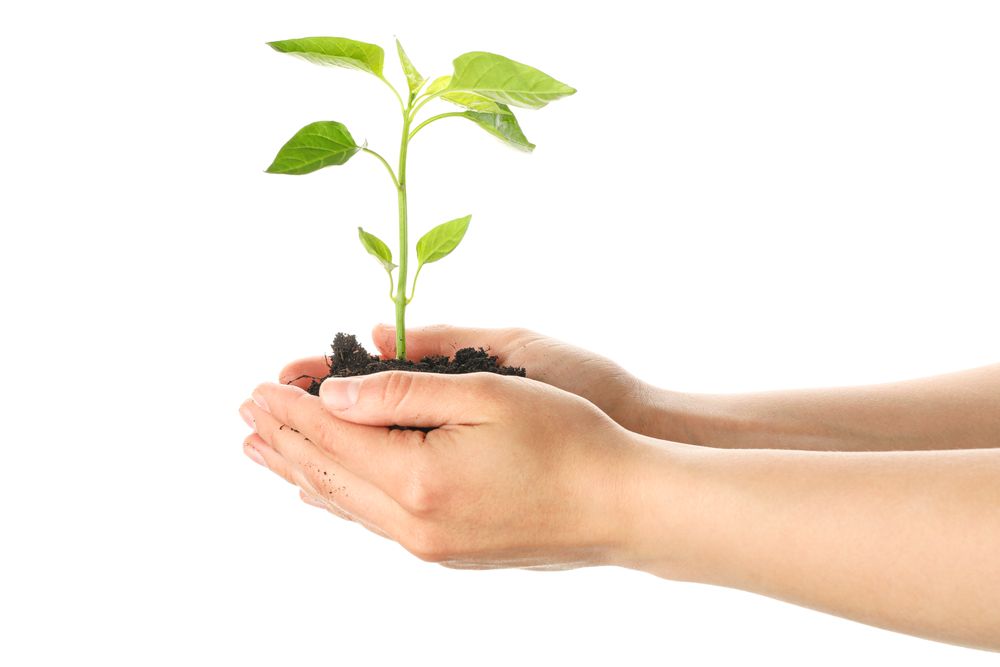Woman hands holding seedling in soil, isolated on blank background. Environmental protection