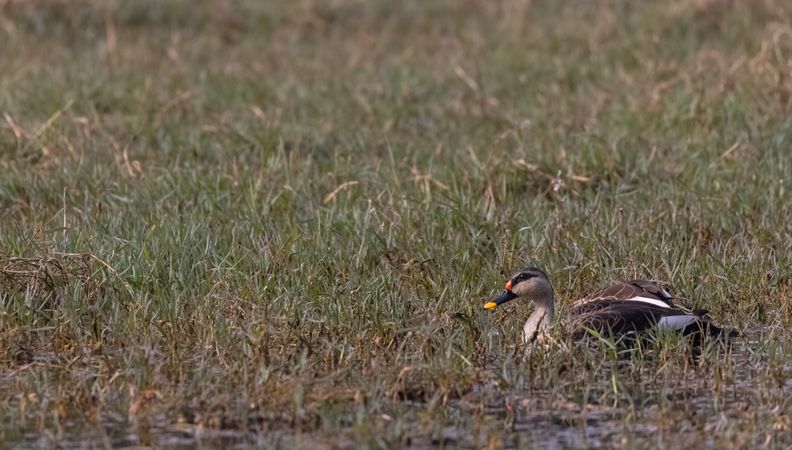 Duck on green grass field