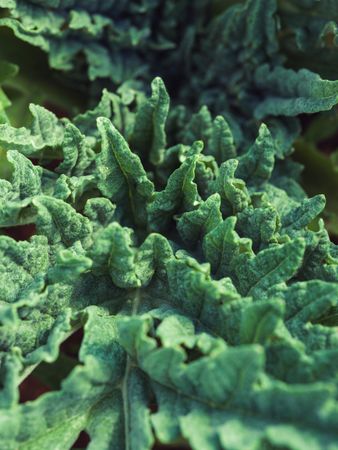 Wavy verdant surface of curve plant leaves