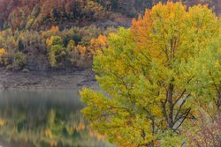 Golden tree by reflective river