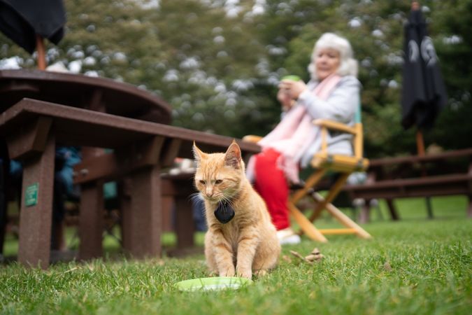 Cat enjoying snacks on the lawn