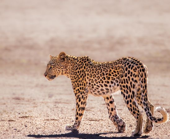 Leopard on yellow sand