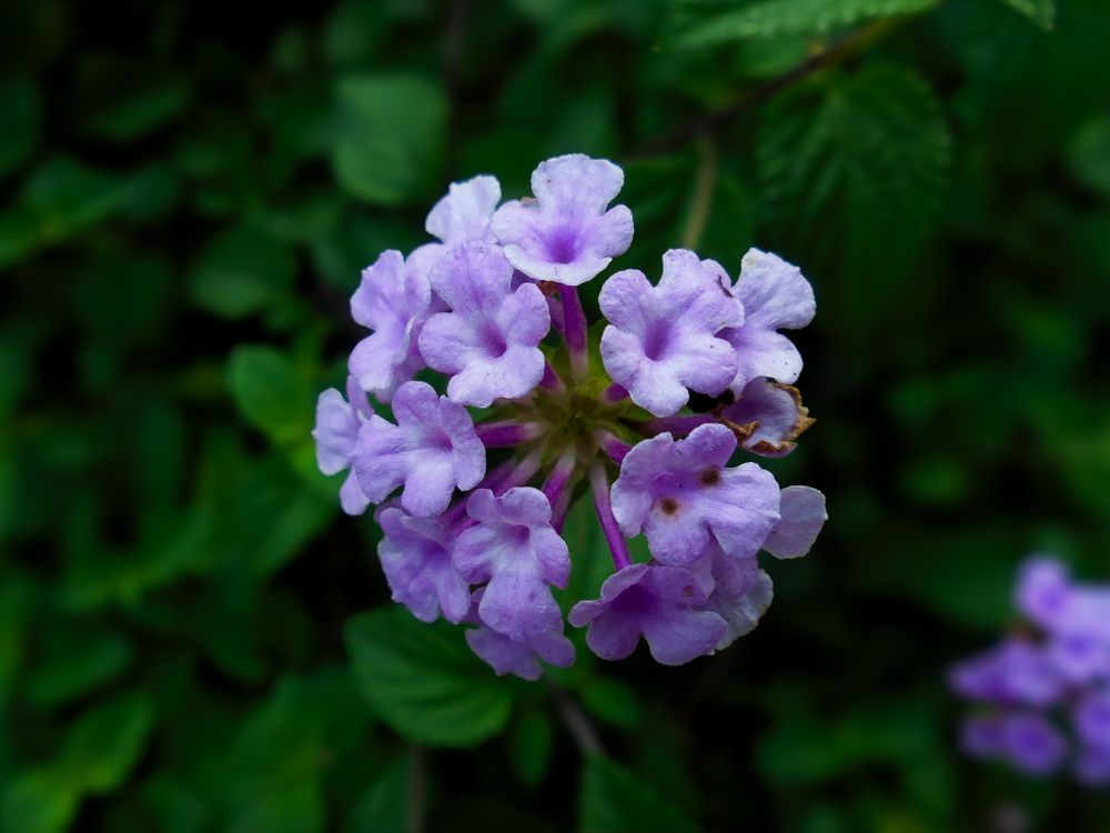 trailing lantana flower