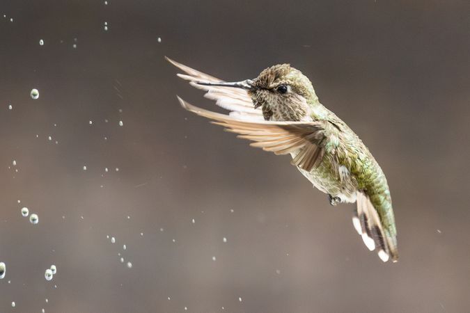 Beautiful Immature Male Anna's Hummingbird Enjoying The Water Fountain