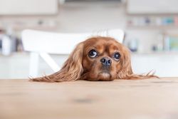 Cavalier spaniel looking up from the dining table