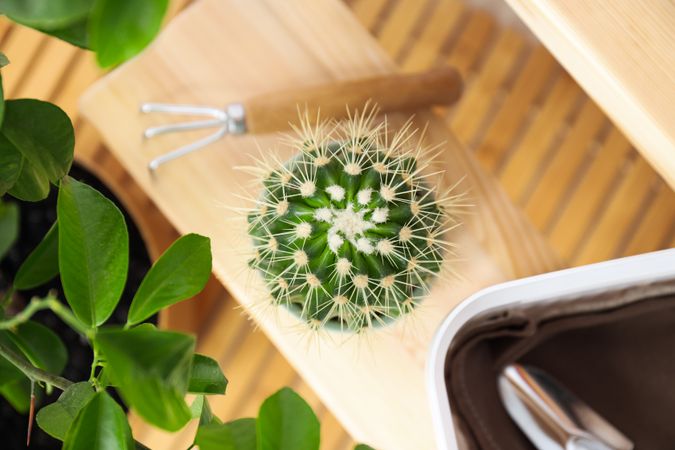 Cozy hobby - growing indoor plants at home