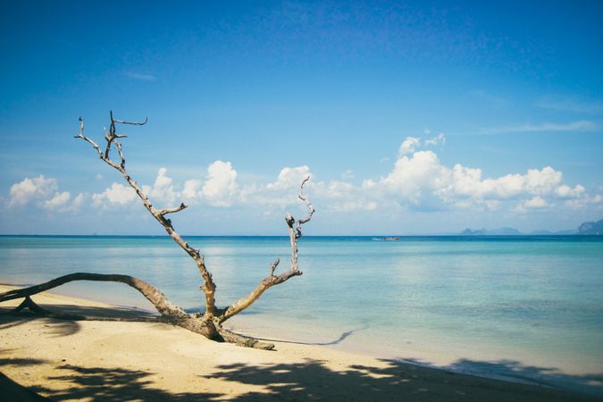 Tropical beach with palms and boat floating