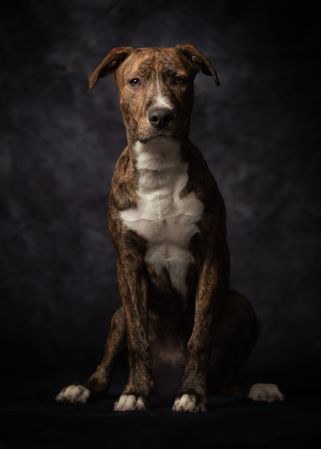 Proud adult spotted American Terrier dog