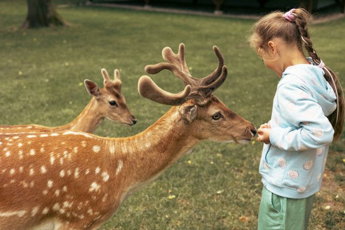 Child feeding wild deer at outdoor safari park. Little girl watching reindeer on a farm. Kid and pet animal. Family summer trip to zoological garden.