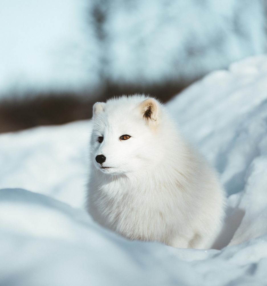 Japanese Spitz on snow covered ground