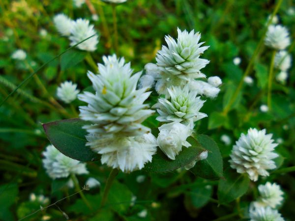 Alternanthera philoxeroides