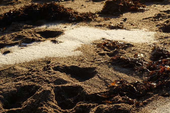 Seaweed on wet sand on beach