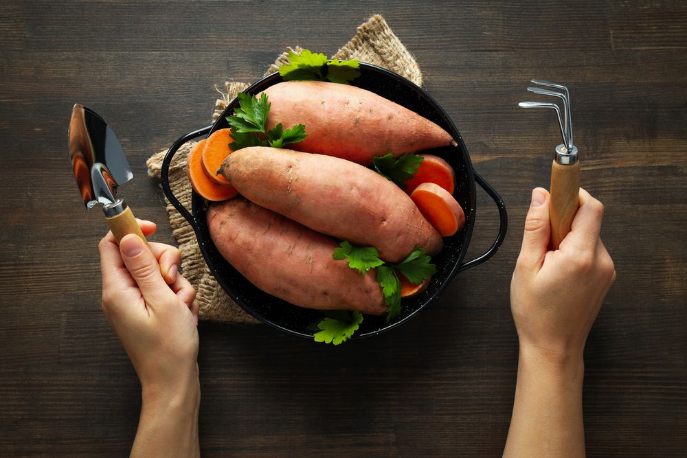 Concept of vegetables, sweet potato, top view