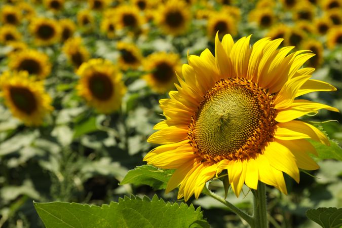 Field of beautiful sunflowers, close up. Summer harvest