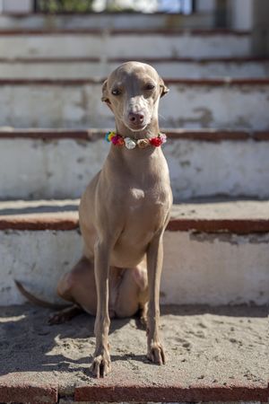 Funny dog sitting on stairs