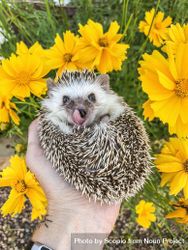 Person holding brown hedgehog near yellow flower 42lWg0