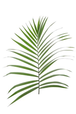 Beautiful tropical palm leaf on blank background
