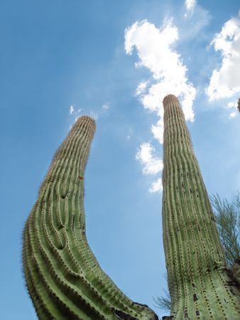 Huge growing cactus under blue sky