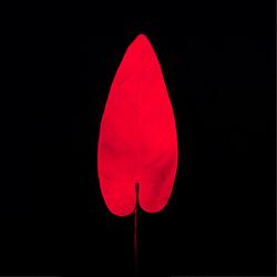 Neon tropical leaf in vivid red fluorescent color on dark background