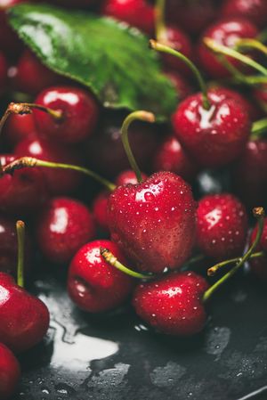 Freshly washed batch of cherries, close up of one with stem, vertical composition, copy space