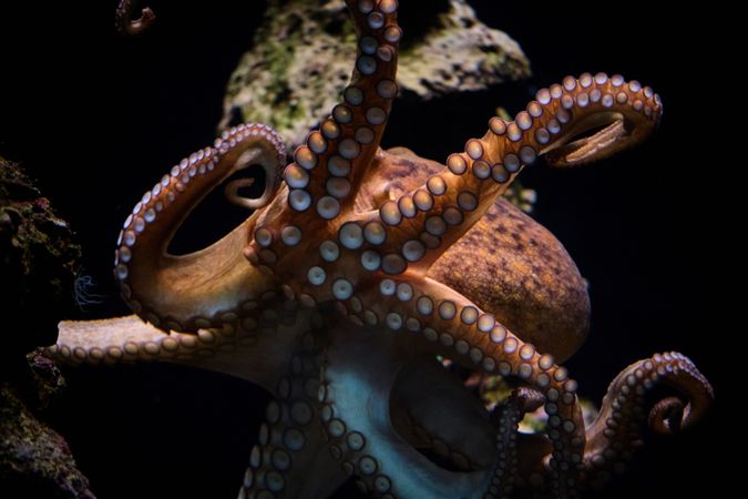 Octopus swimming underwater in ocean