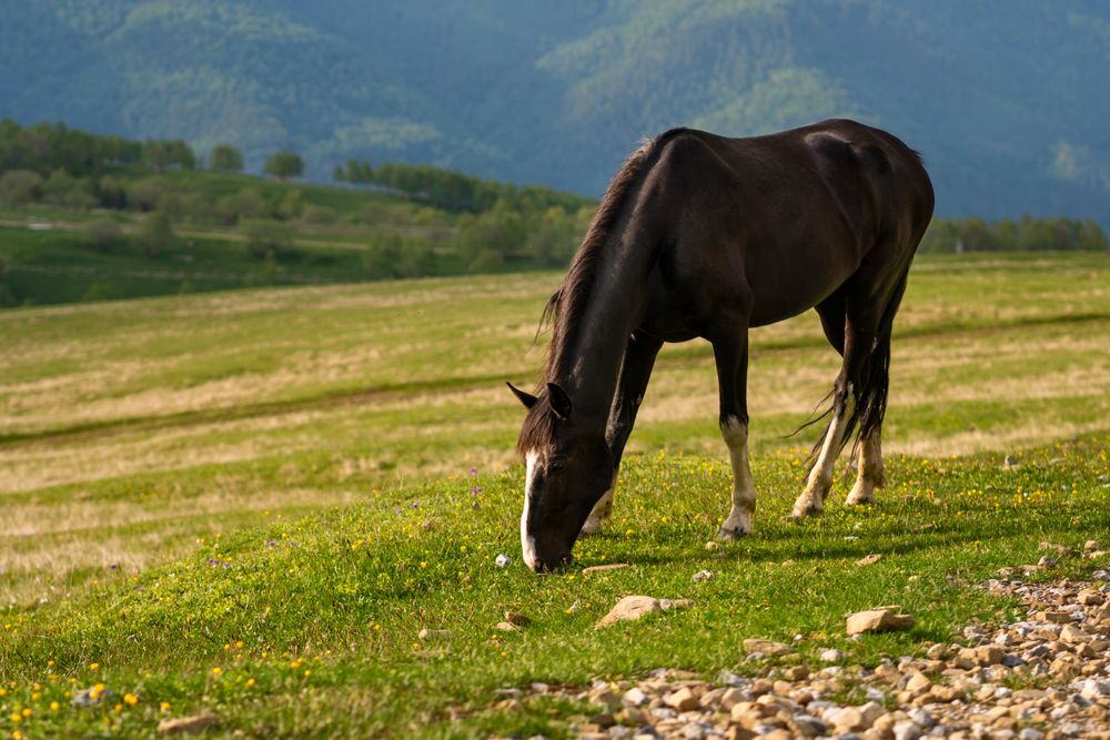 Horse grazing on grassy hillside.