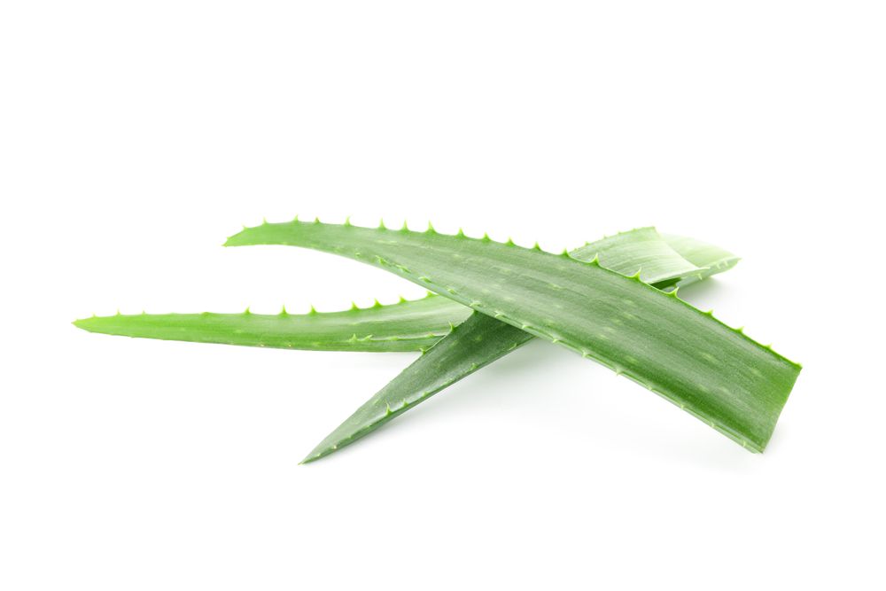 Aloe vera fresh leaves isolated on plain background. Treatment plant