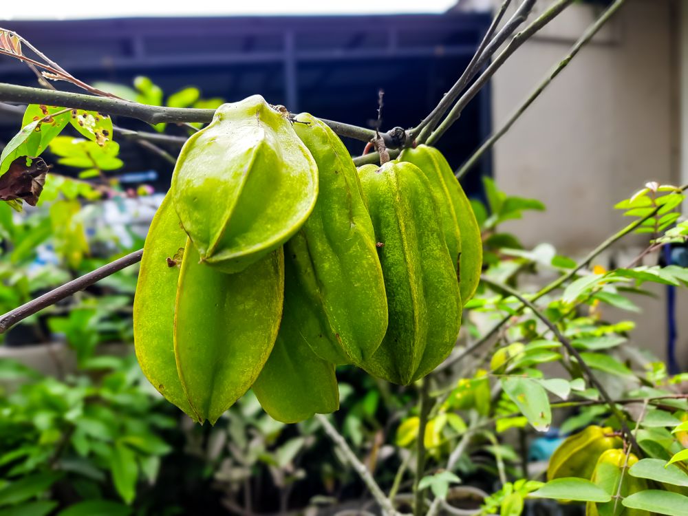 Focus of Starfruit fruit hanging on a tree, a plant cultivated at home
