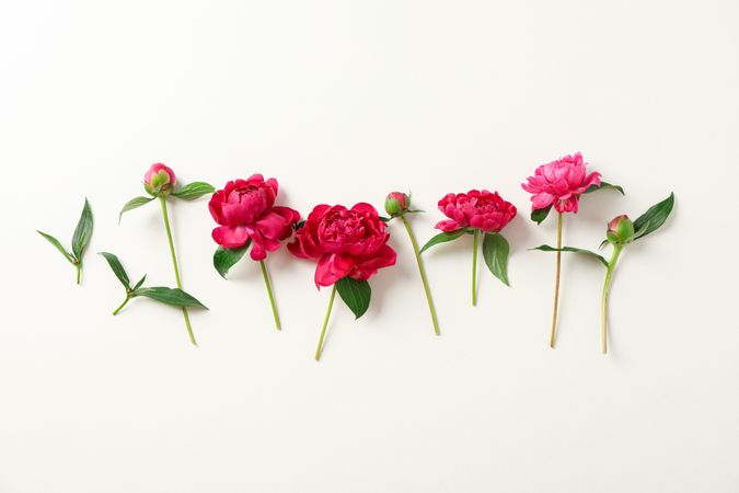 Flat lay composition with beautiful peonies on light background, space for text