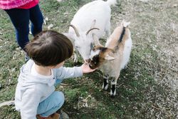 Child extending palm to goats in yard