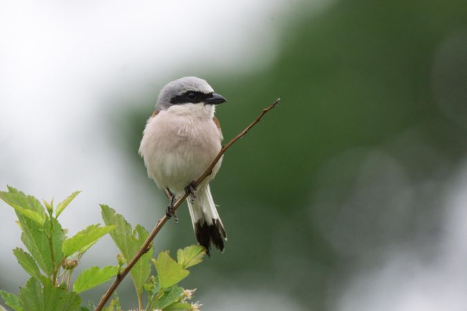 Loggerhead shrike on green plant