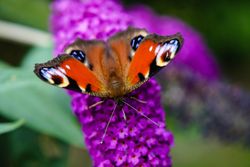 Brown and red butterfly perched on purple flower