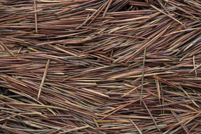 Background of pine leaves. Brown pine needles. Texture of leaves