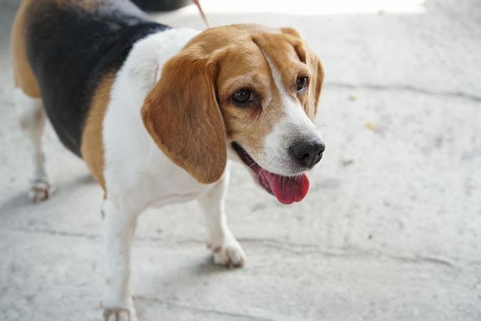 Beagle dog standing with mouth open