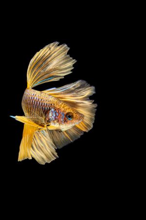 Gold Betta Fish