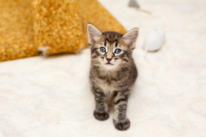 Small cute kitten on floor looking at camera with toys in background